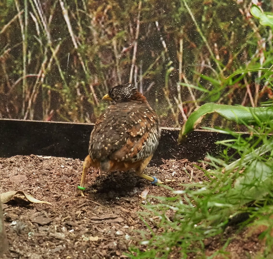 Barred buttonquail (Turnix suscitator), 2021-06-12