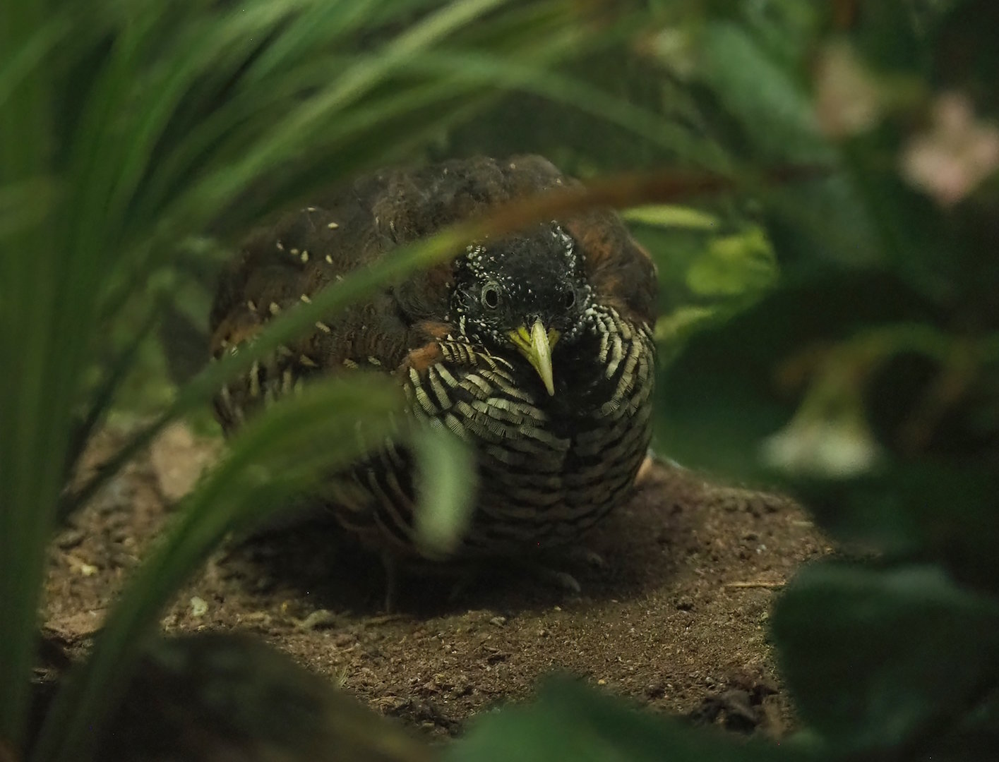 Barred buttonquail  (Turnix suscitator), 2022-08-16