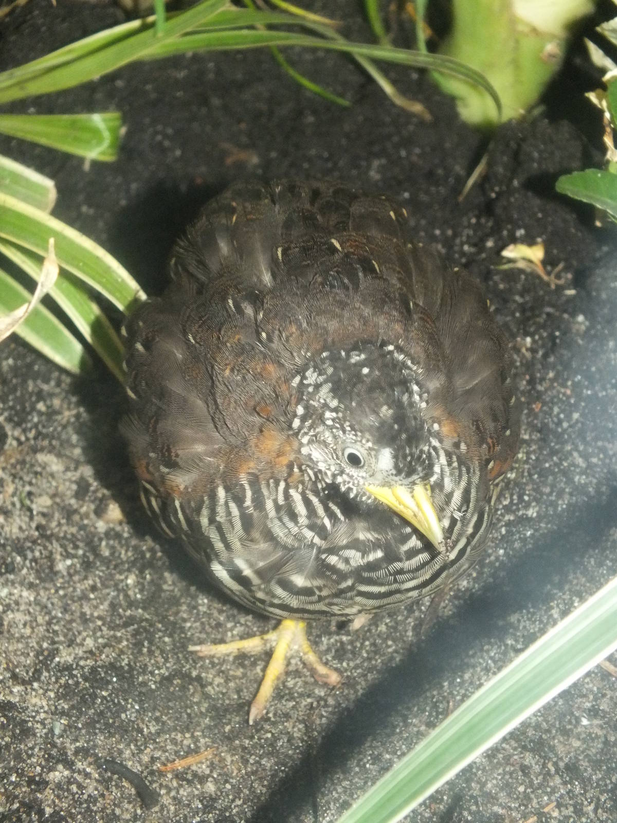 Barred Buttonquail (Turnix suscitator) at Zoo Leipzig - April 7th 2014