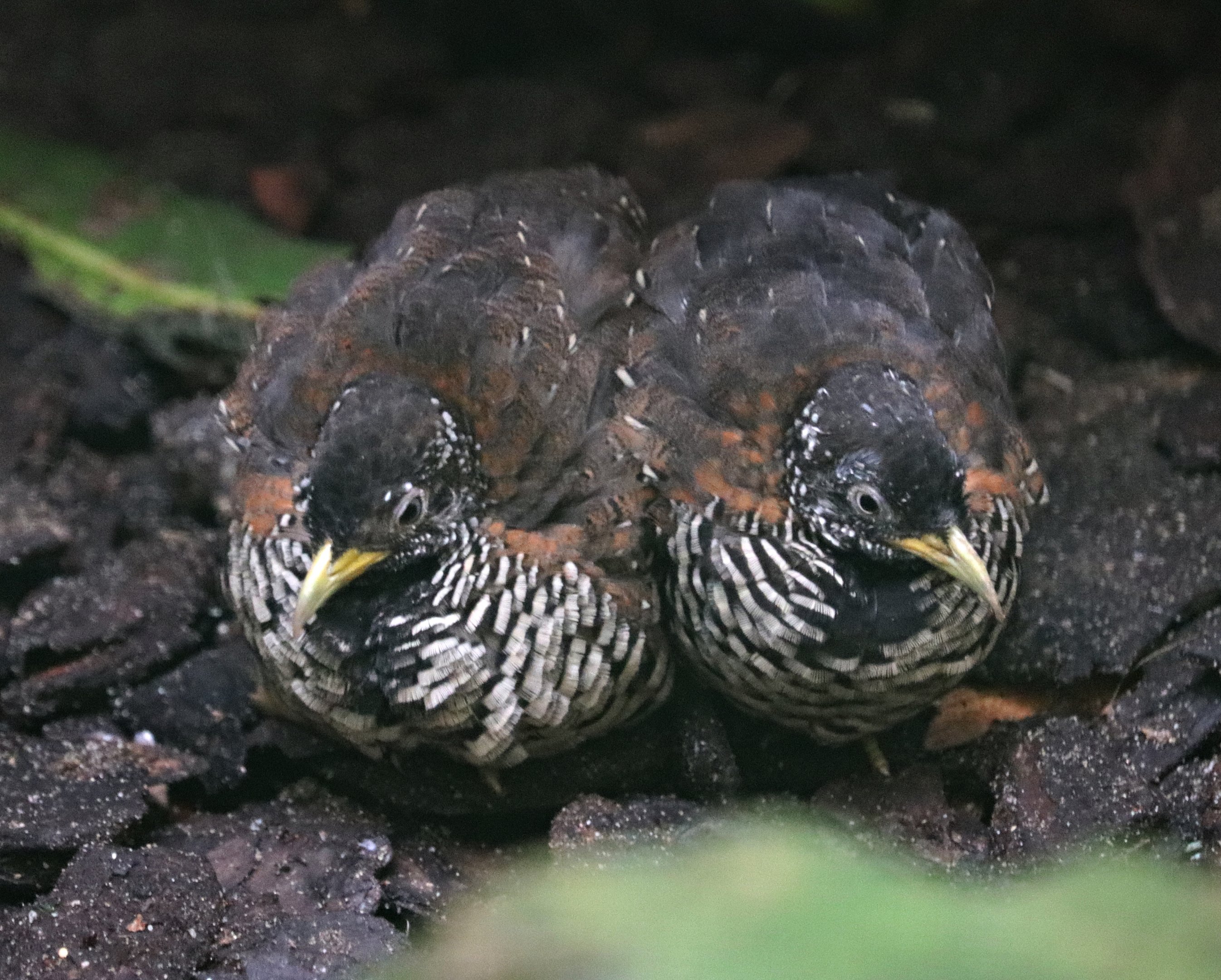 Barred buttonquail (Turnix suscitator) - Paradieshalle