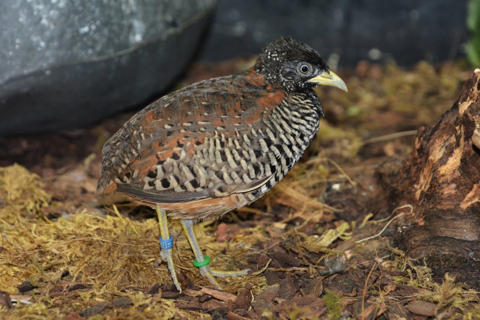 Barred buttonquail (Turnix suscitator)