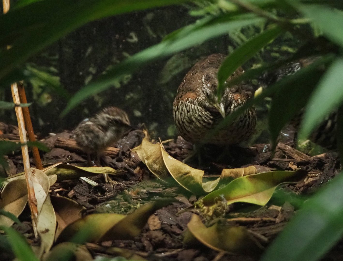 Barred buttonquail with chick (Turnix suscitator), 2022-05-26