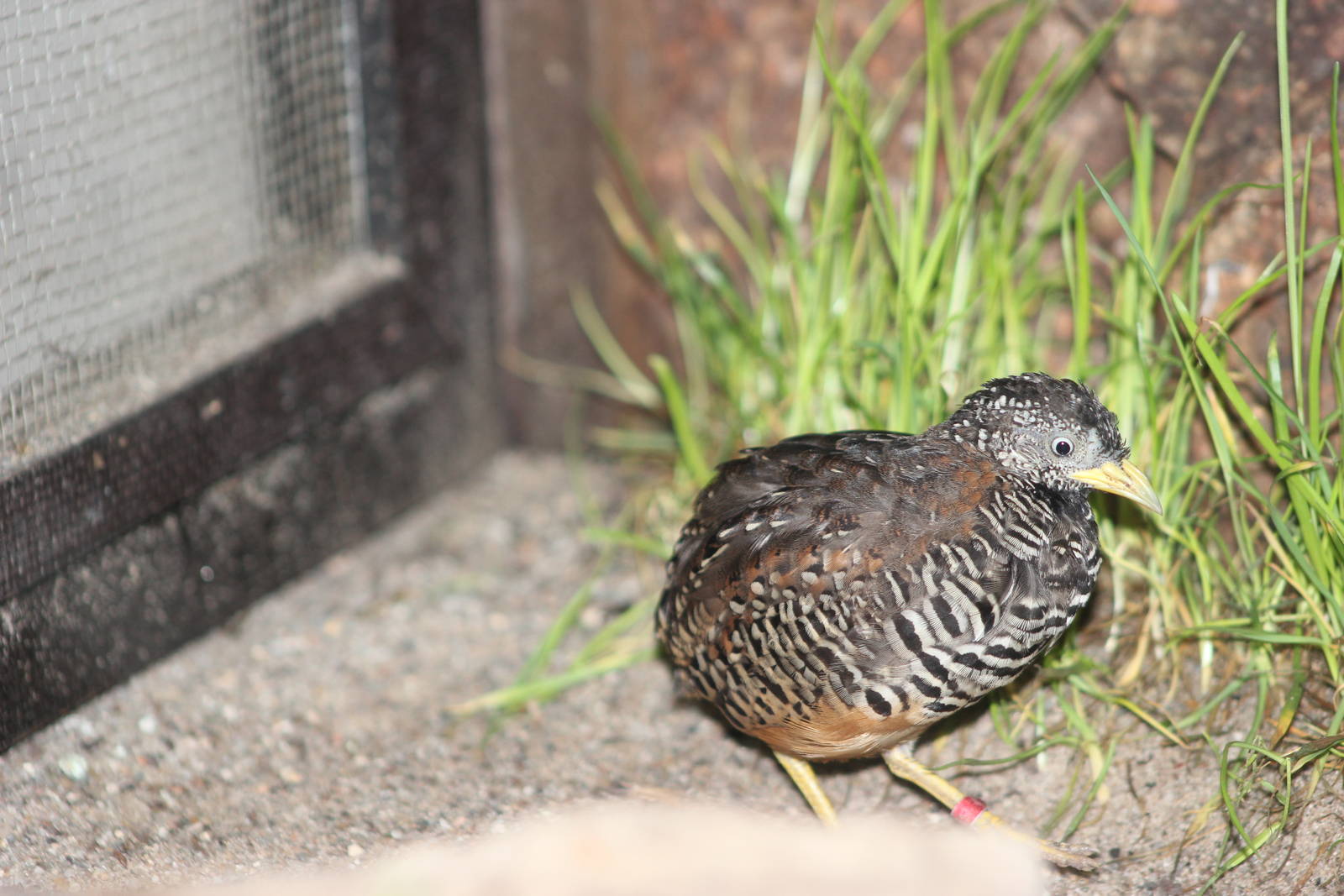 Barred buttonquail