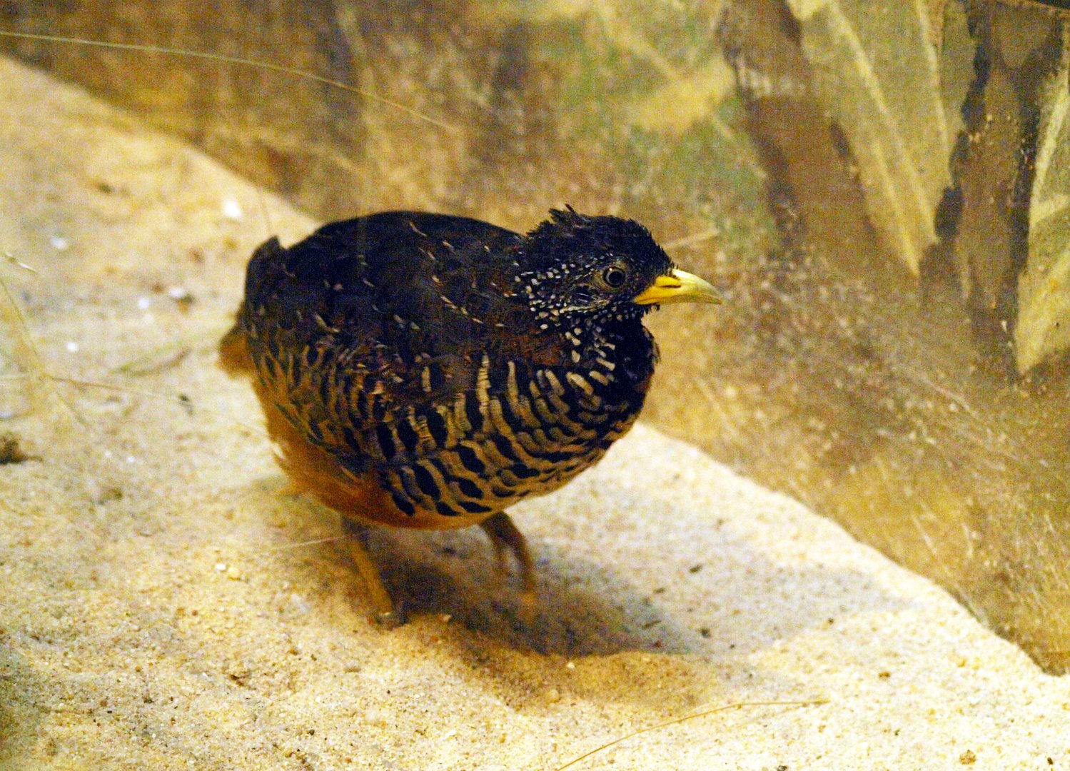 Barred buttonquail