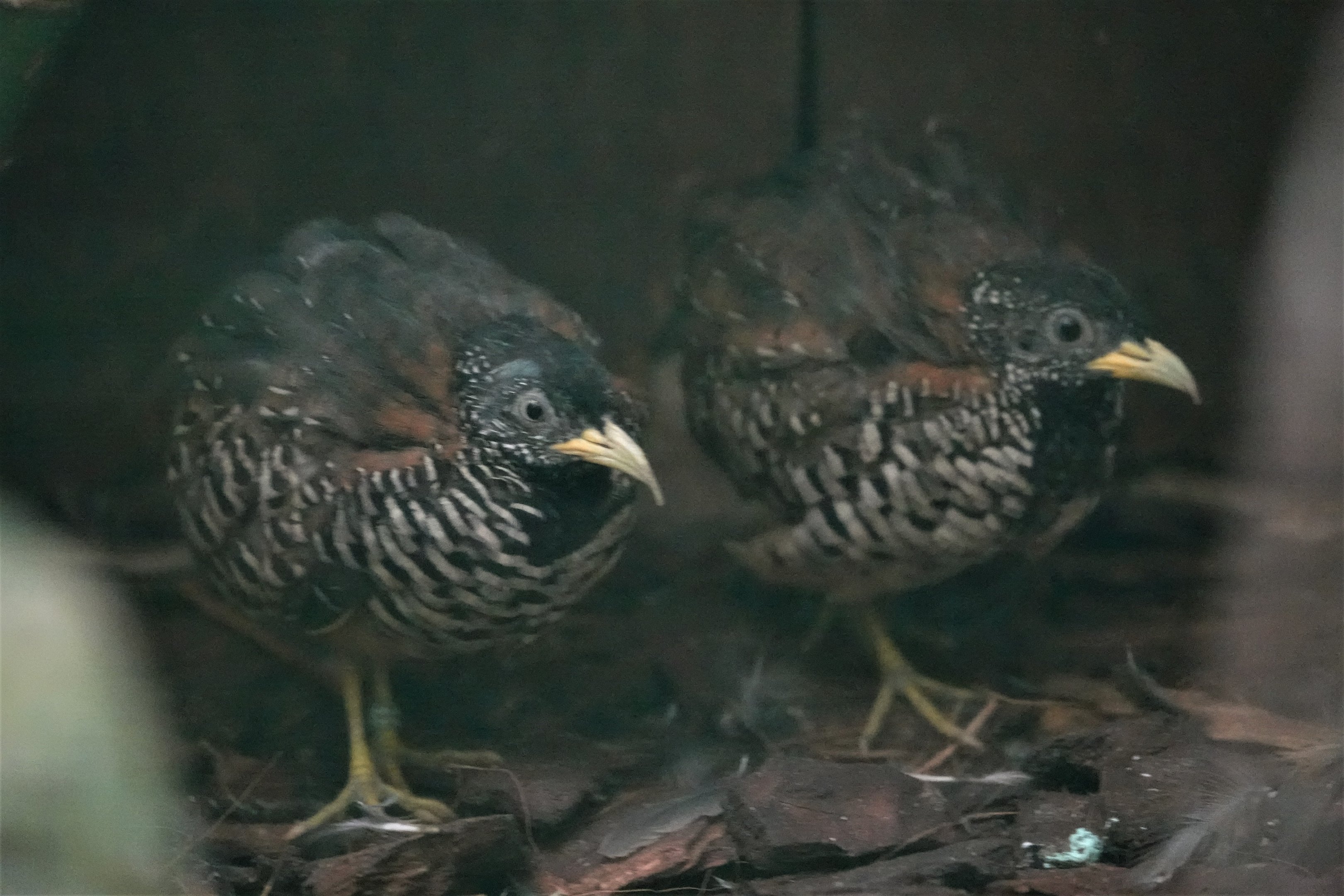 Barred buttonquail