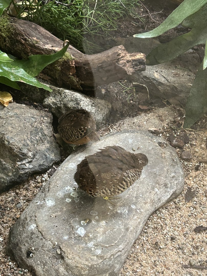 Barred buttonquails
