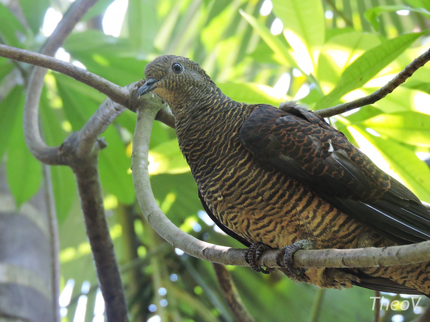 Barred cuckoo-dove [2016]
