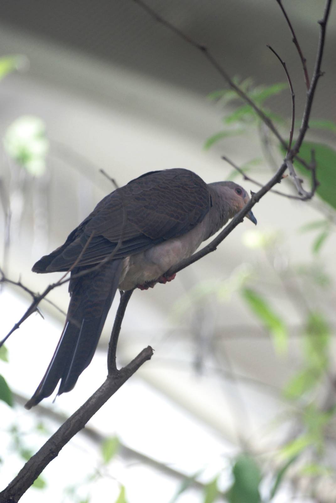 Barred Cuckoo-dove at Prague, 25/08/12
