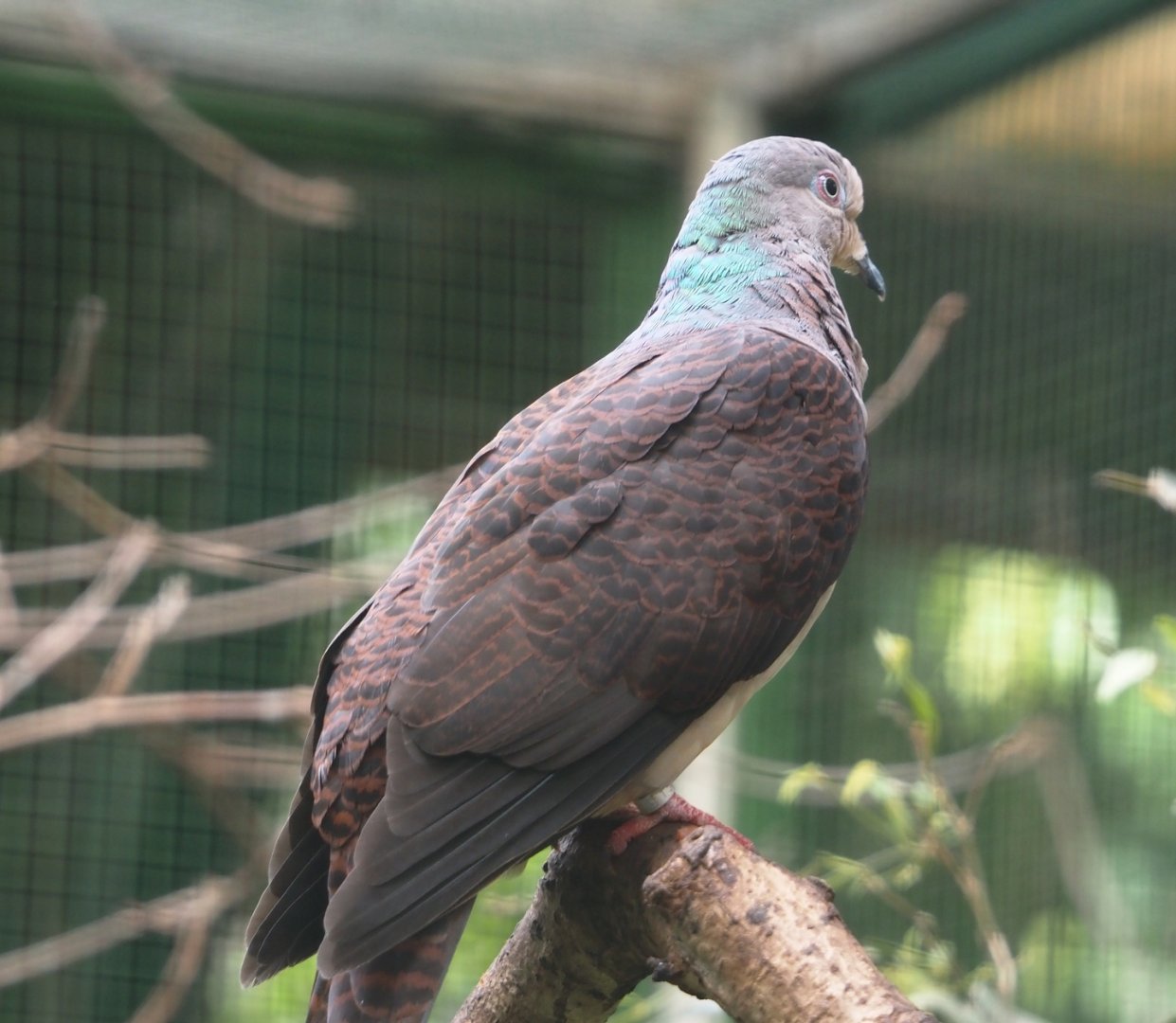 Barred cuckoo-dove (Macropygia unchall), 2024-05-23