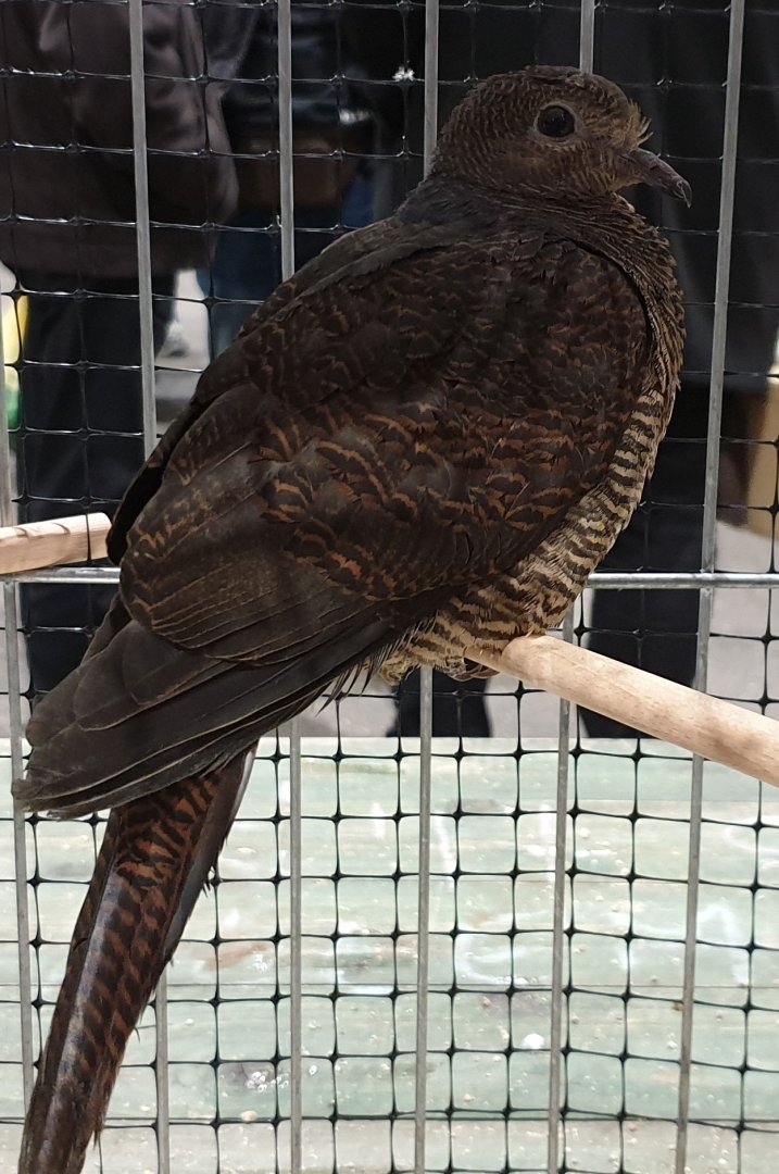 Barred cuckoo-dove - Macropygia unchall - female