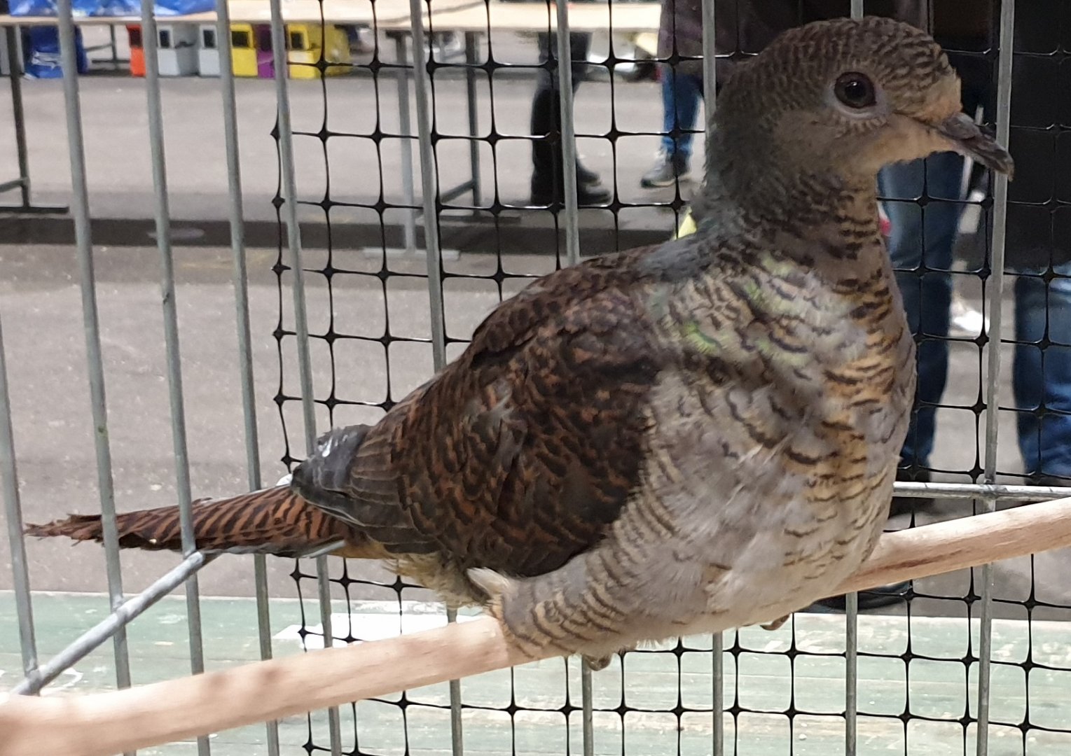 Barred cuckoo-dove - Macropygia unchall - male