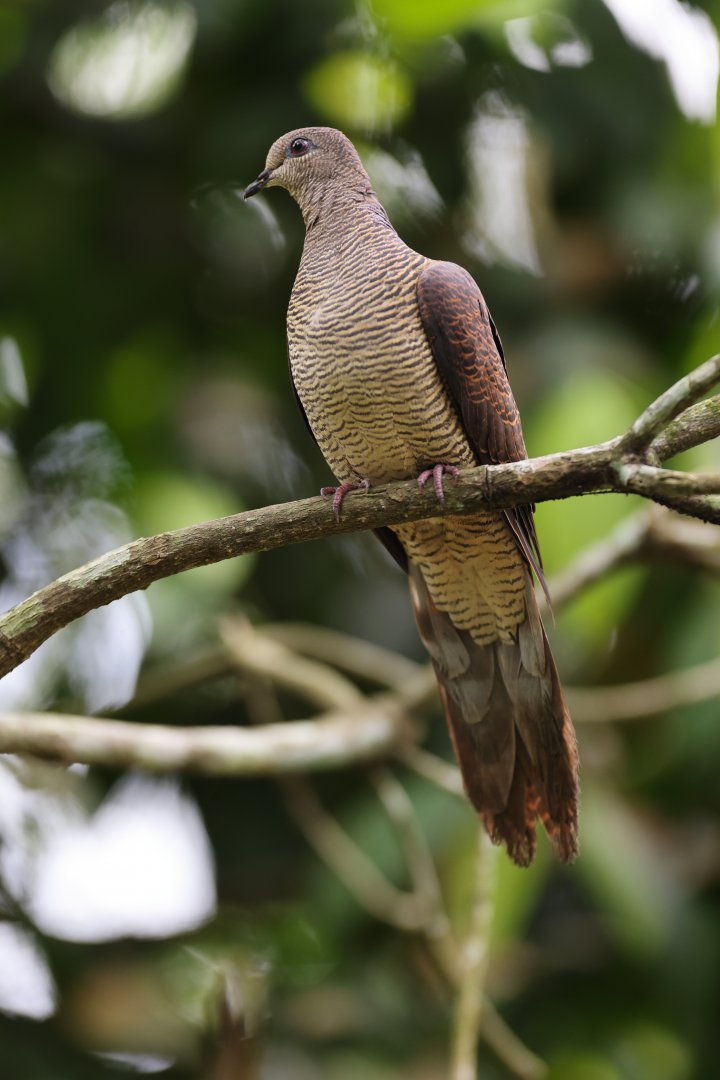 Barred Cuckoo-dove (Macropygia unchall) - Songs of the Forest