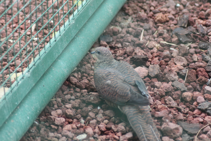 Barred cuckoo-dove (Macropygia unchall unchall)