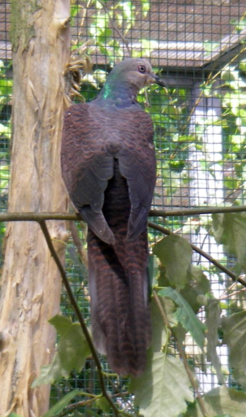 Barred Cuckoo-dove (Macropygia unchall)