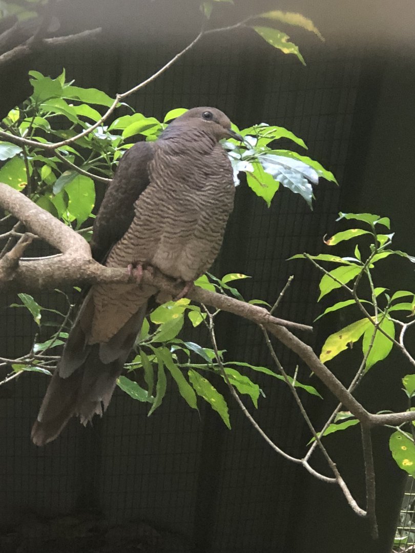 Barred Cuckoo-dove (Macropygia unchall)