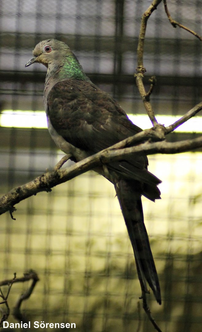 Barred cuckoo-dove (Macropygia unchall)