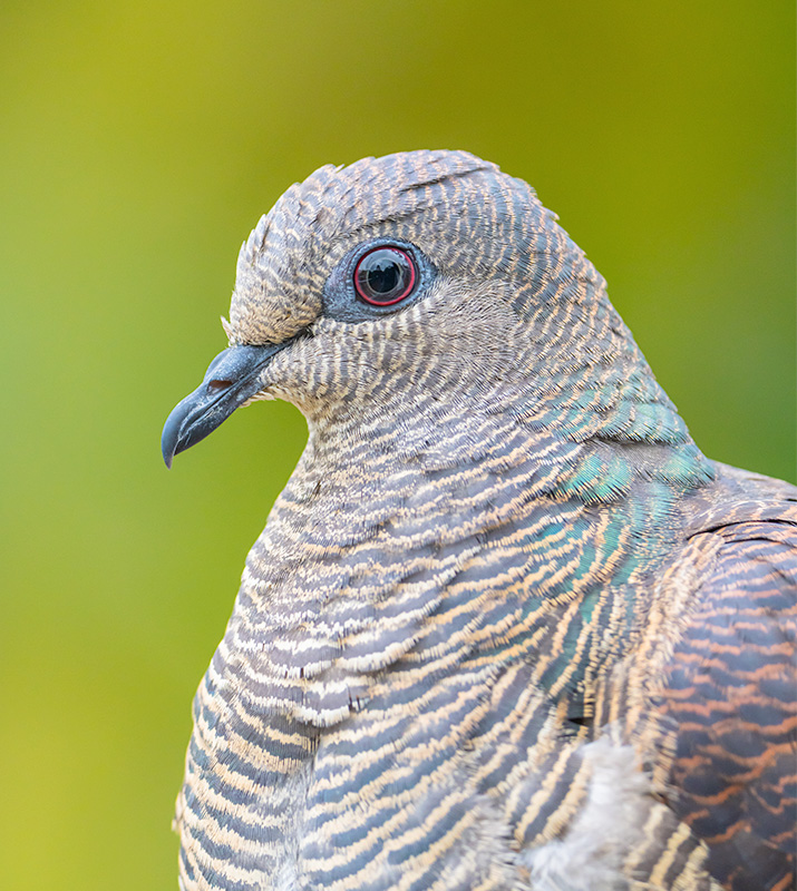 Barred Cuckoo-dove (Macropygia Unchall)