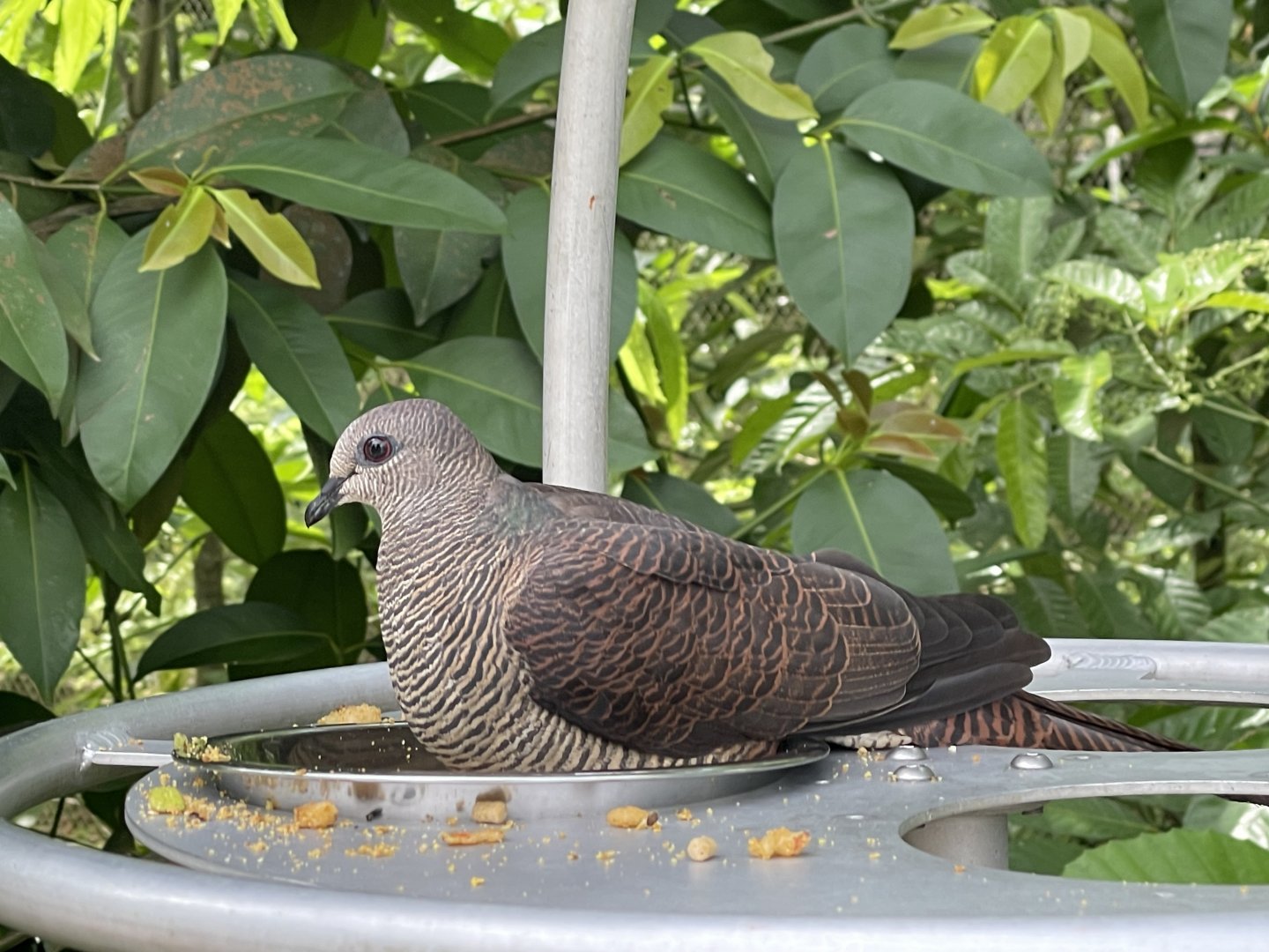 Barred Cuckoo-dove (Macropygia unchall)