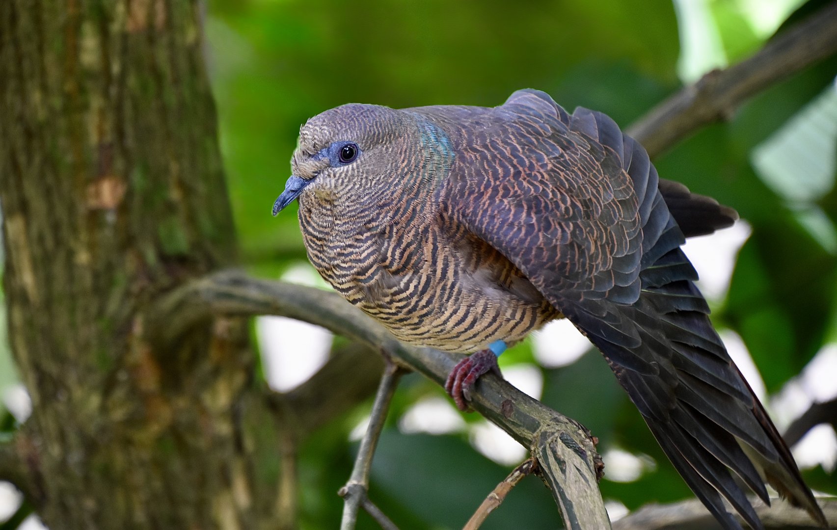 Barred Cuckoo-Dove (Macropygia unchall)