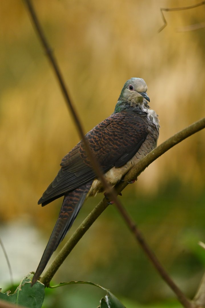 Barred cuckoo-dove Macropygia unchall