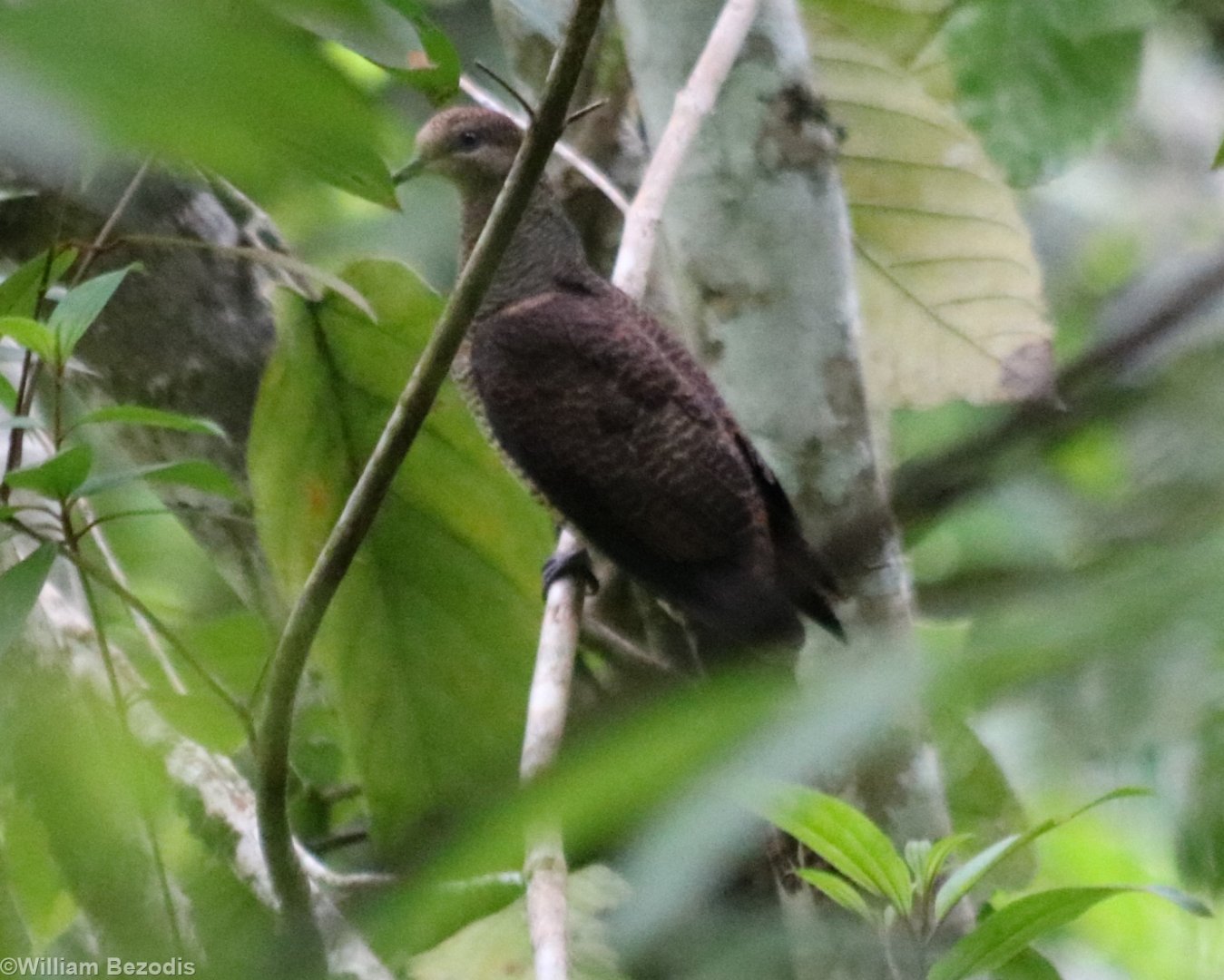 Barred Cuckoo-dove - Tapan Road