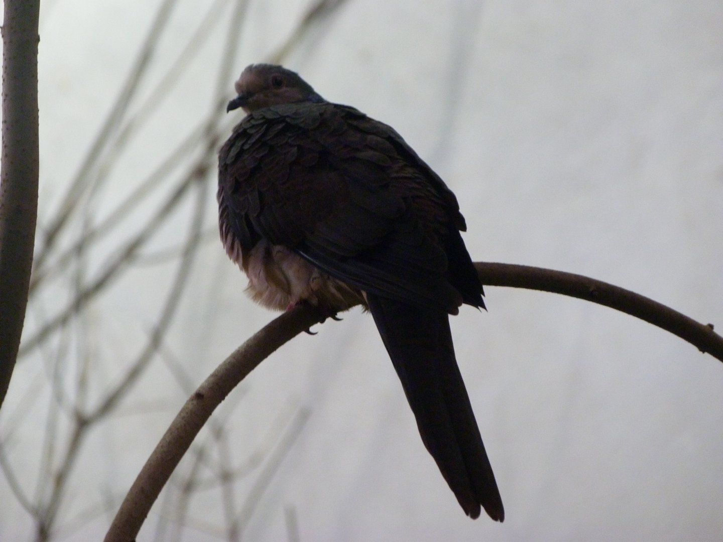 Barred cuckoo-dove -Zoo Praha (2025)