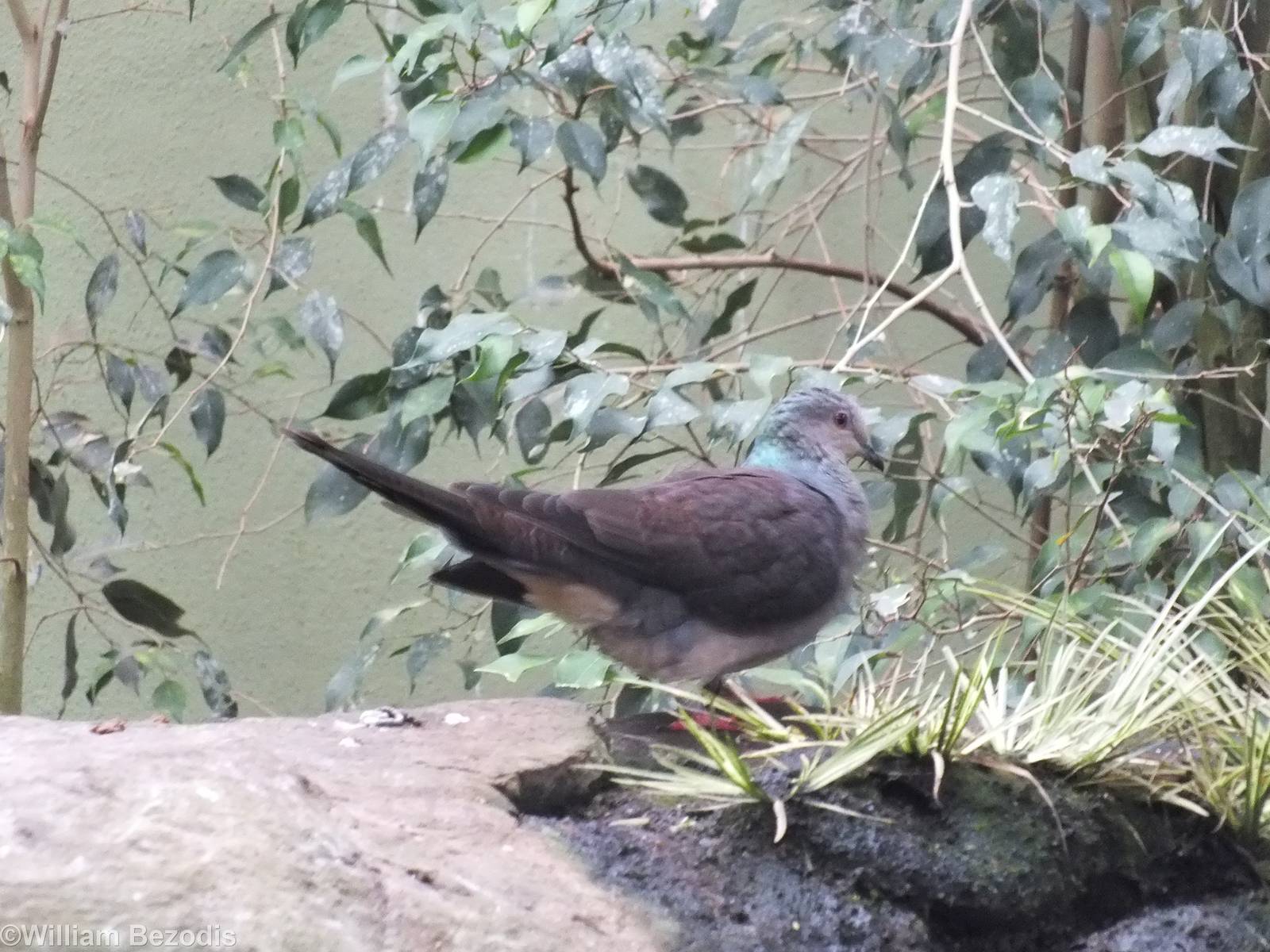 Barred Cuckoo-dove