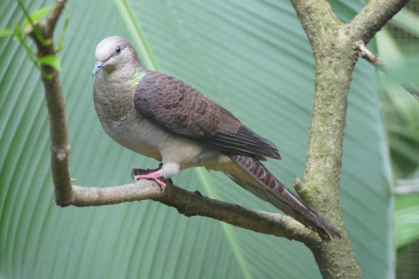 Barred Cuckoo-dove