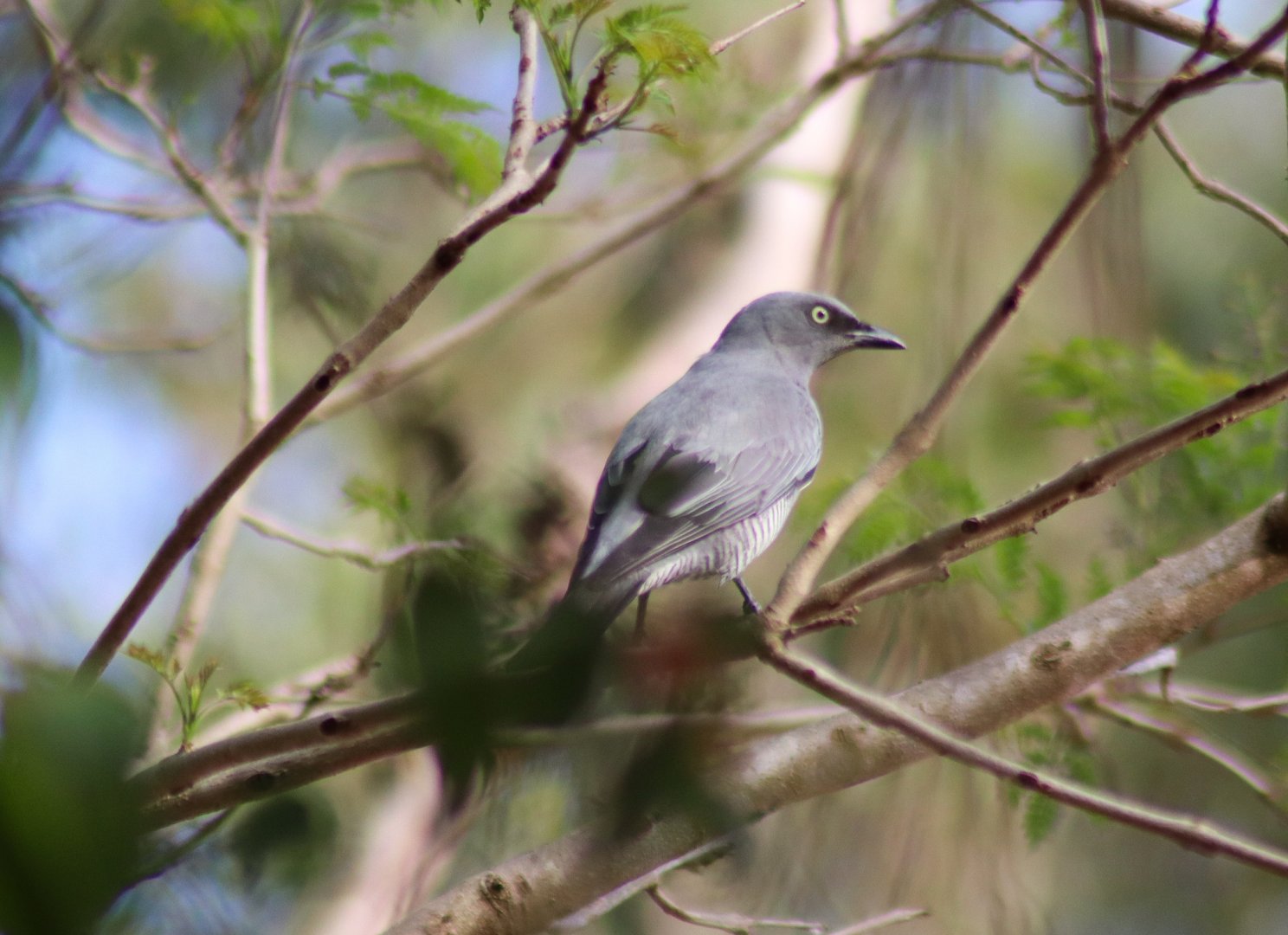 Barred Cuckoo-Shrike (Coracina lineata)
