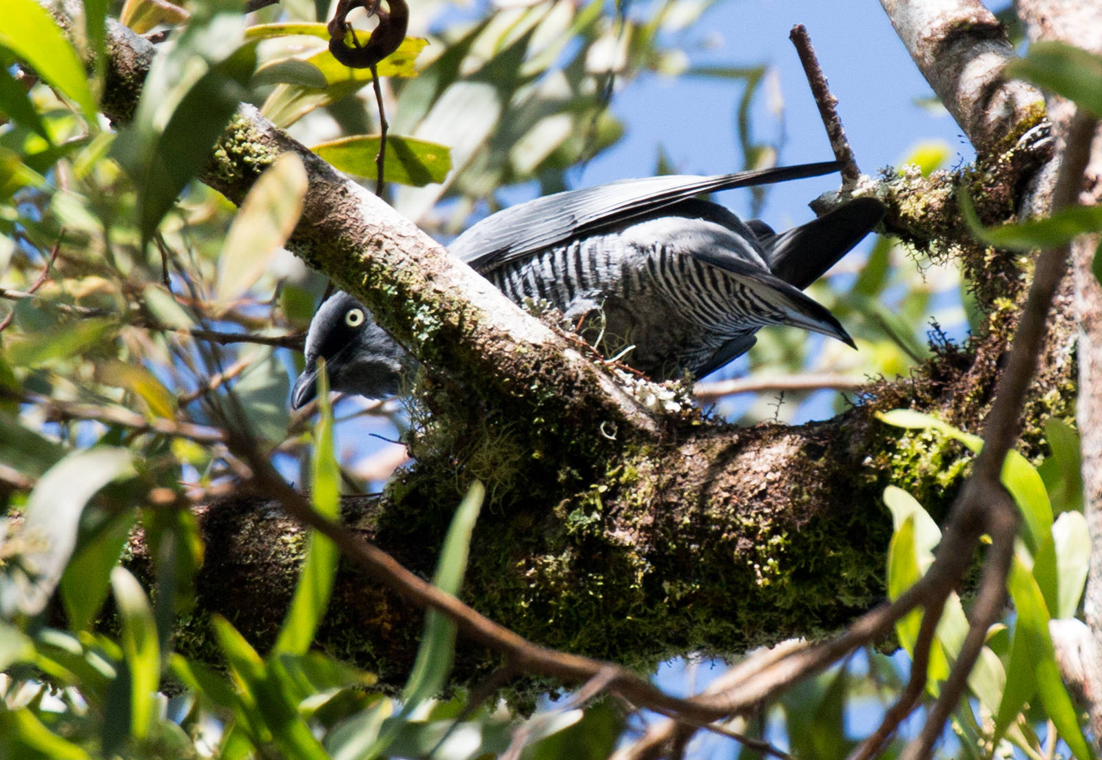 Barred Cuckoo-shrike