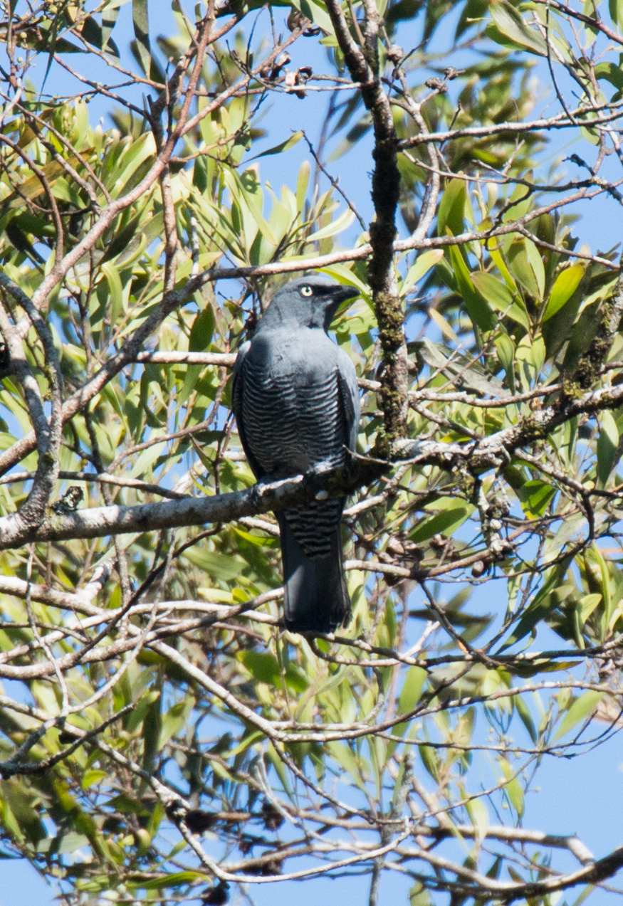 Barred Cuckoo-shrike