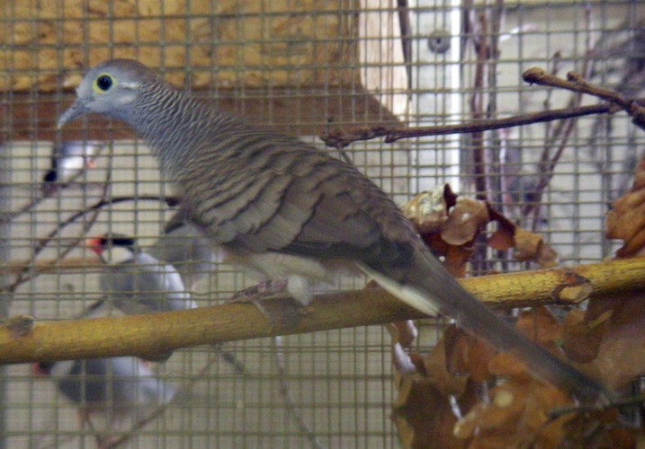 Barred Dove (Geopelia maugei)