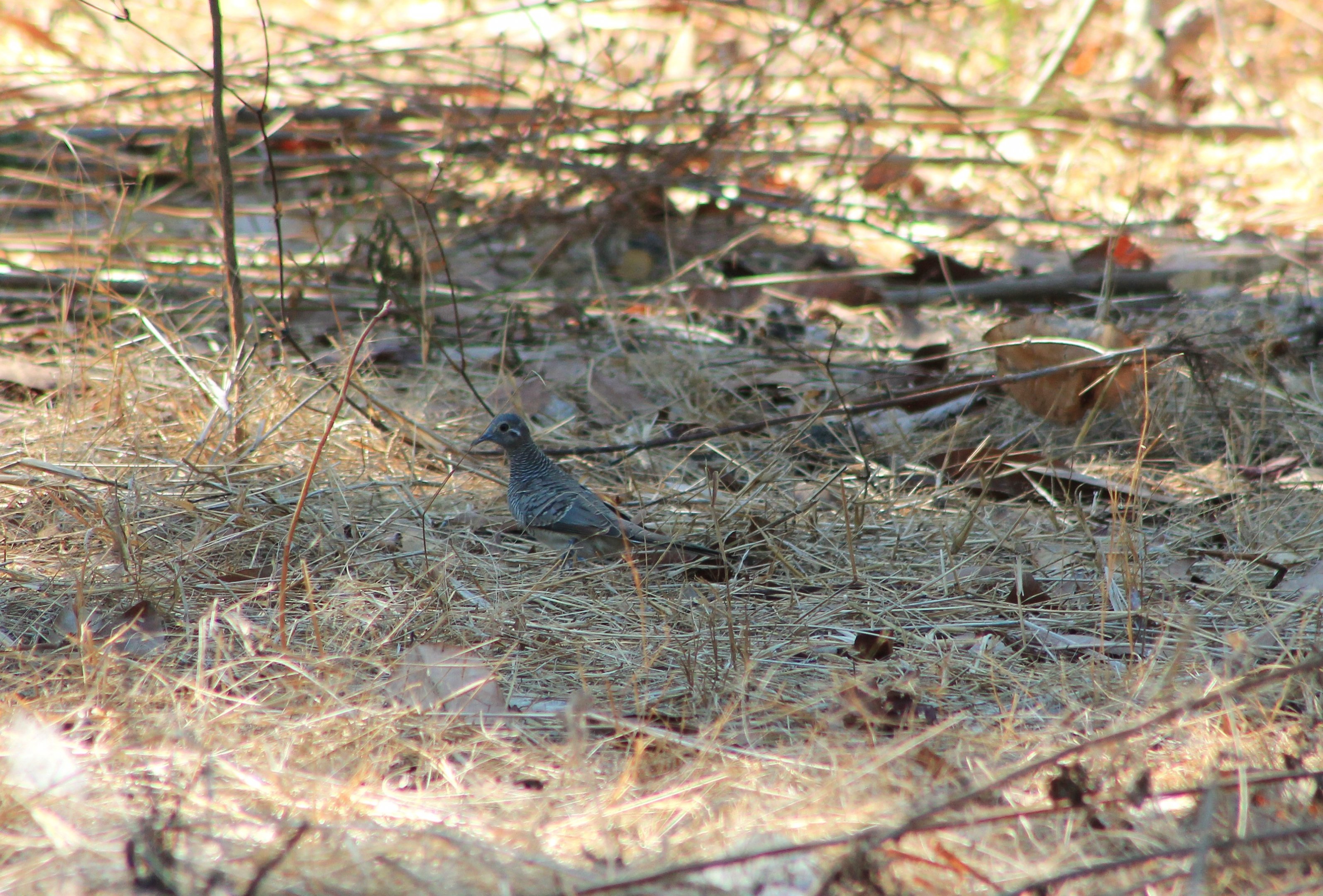 Barred Dove (Geopelia maugei)