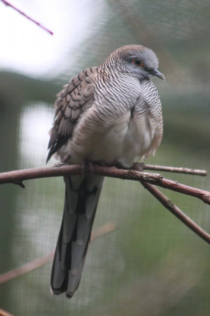 Barred Dove (Geopelia maugeus)