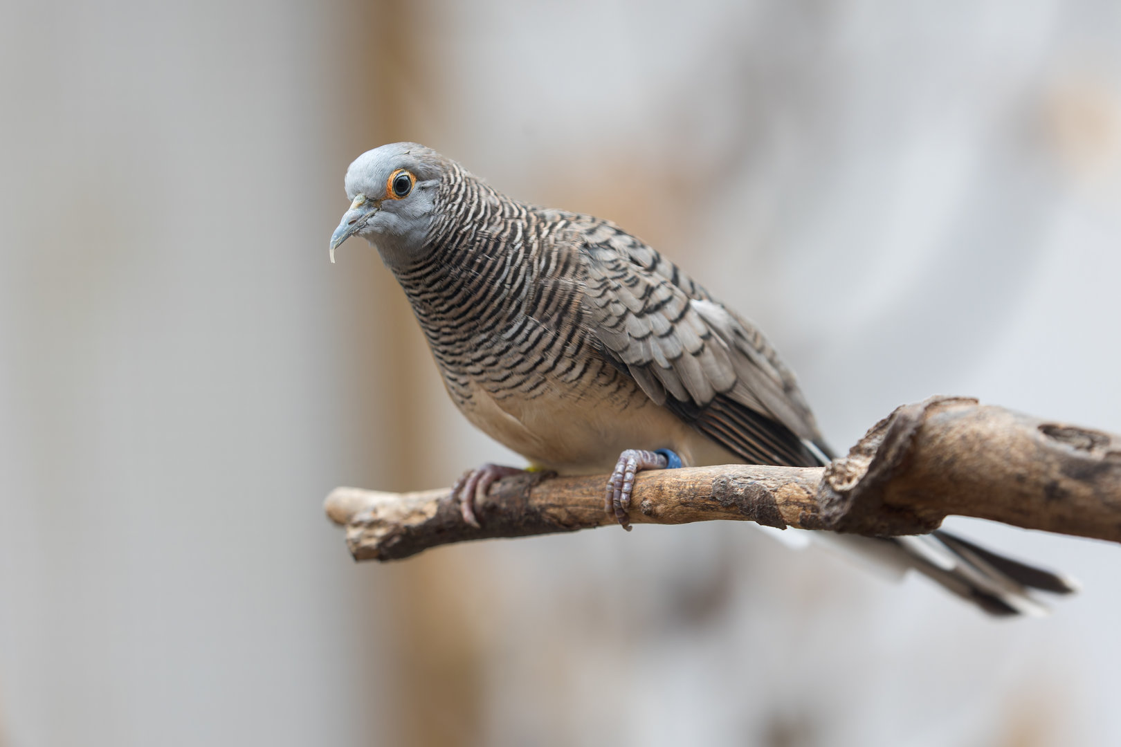 Barred Dove / Newquay Zoo / 16-3-23