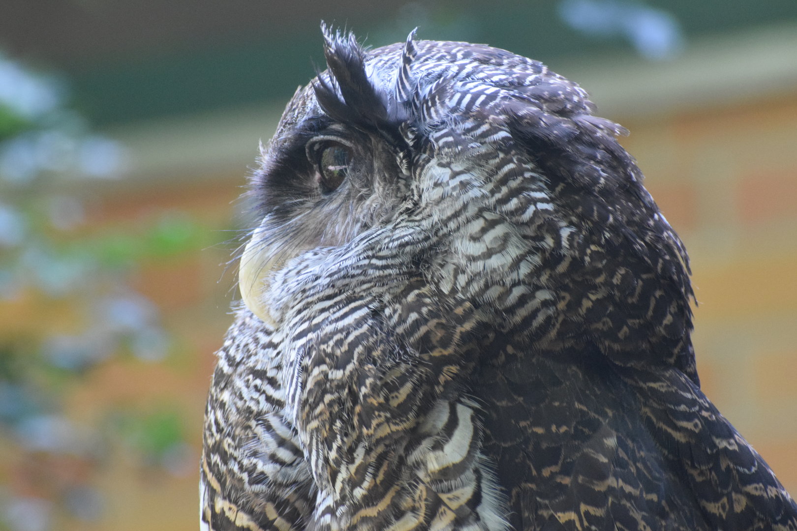 Barred eagle-owl - August 2023