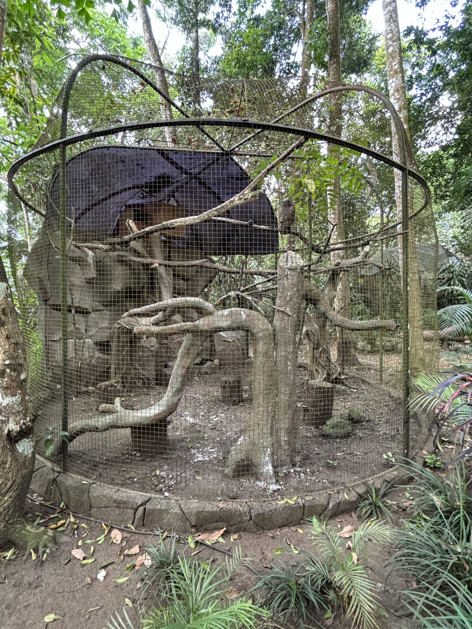Barred Eagle Owl Aviary - Bird Forest