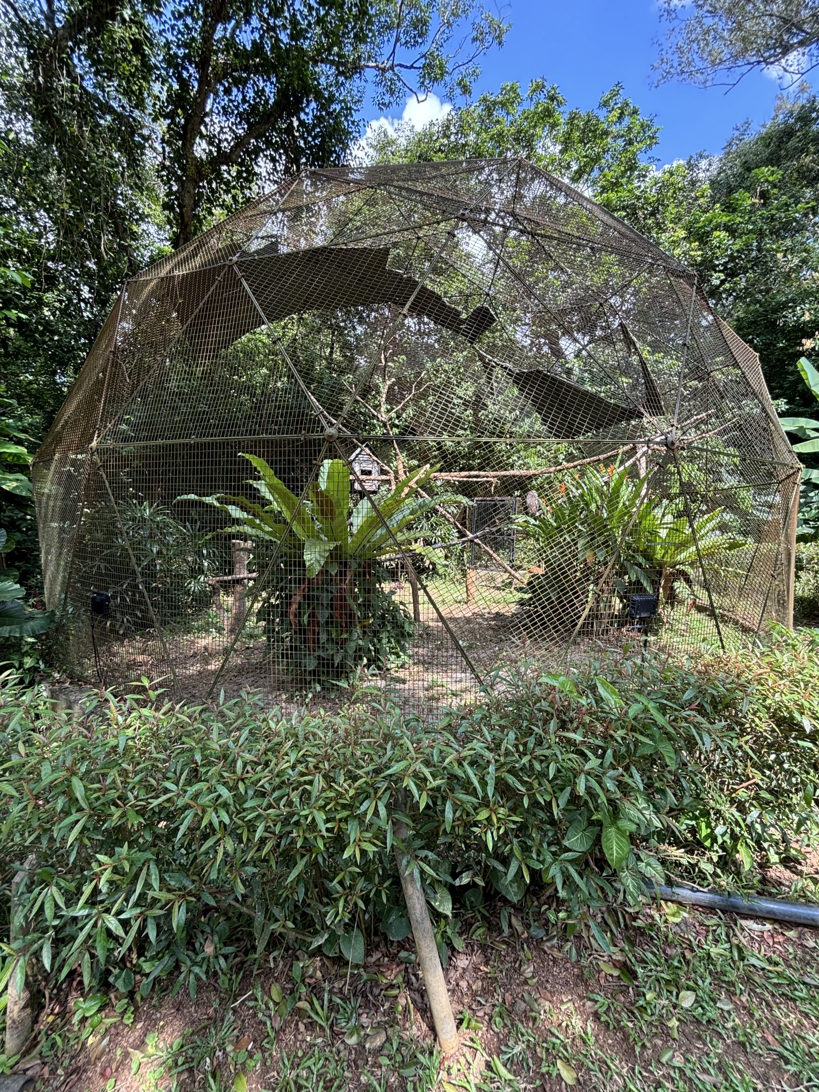 Barred Eagle Owl Aviary
