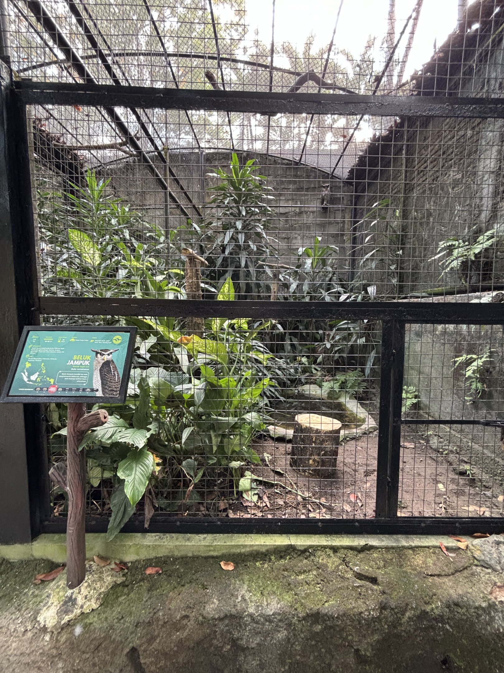 Barred Eagle Owl Aviary