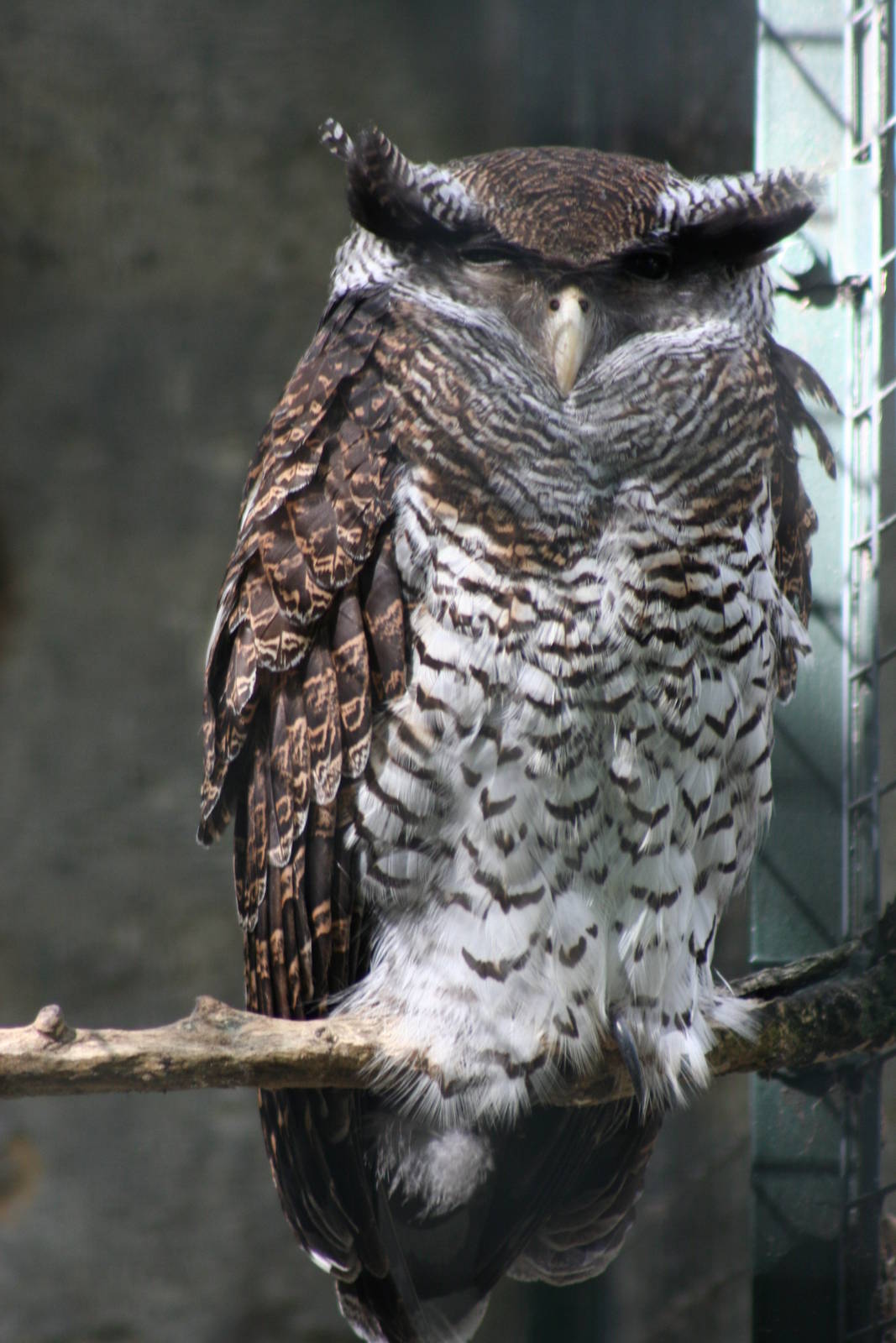 Barred Eagle Owl @ Berlin Zoo; 05.09.2007