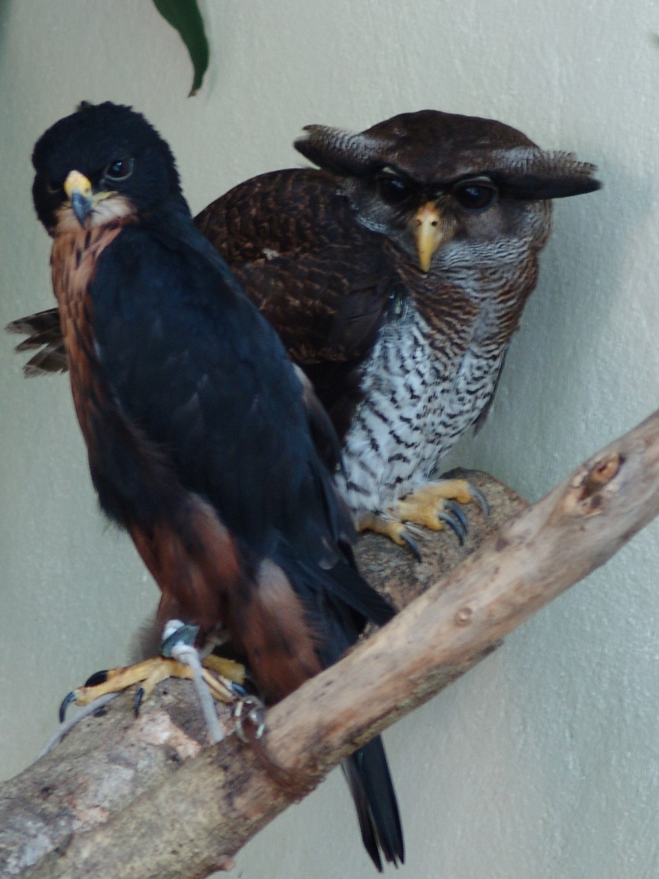 Barred Eagle-owl (Bubo sumatranus) & Oriental Hobby (Falco severus)
