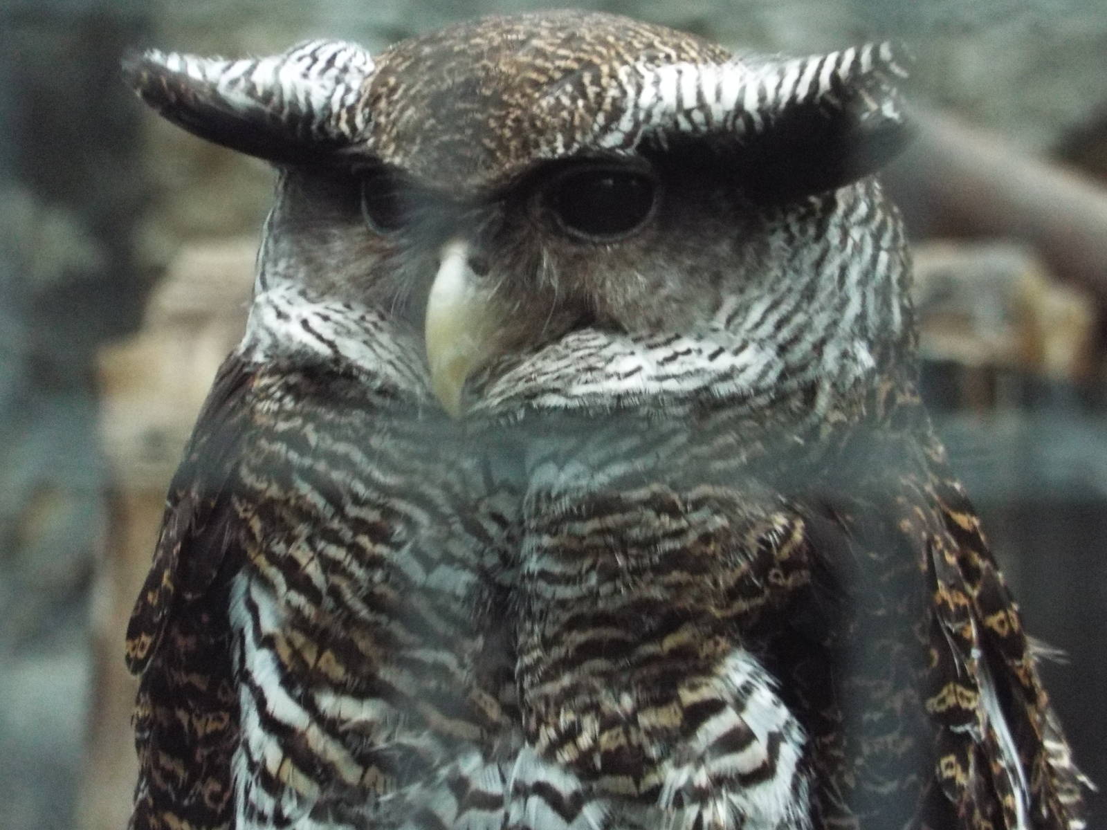 Barred Eagle-owl (Bubo sumatranus strepitans) at Zoo Berlin - April 4th 201
