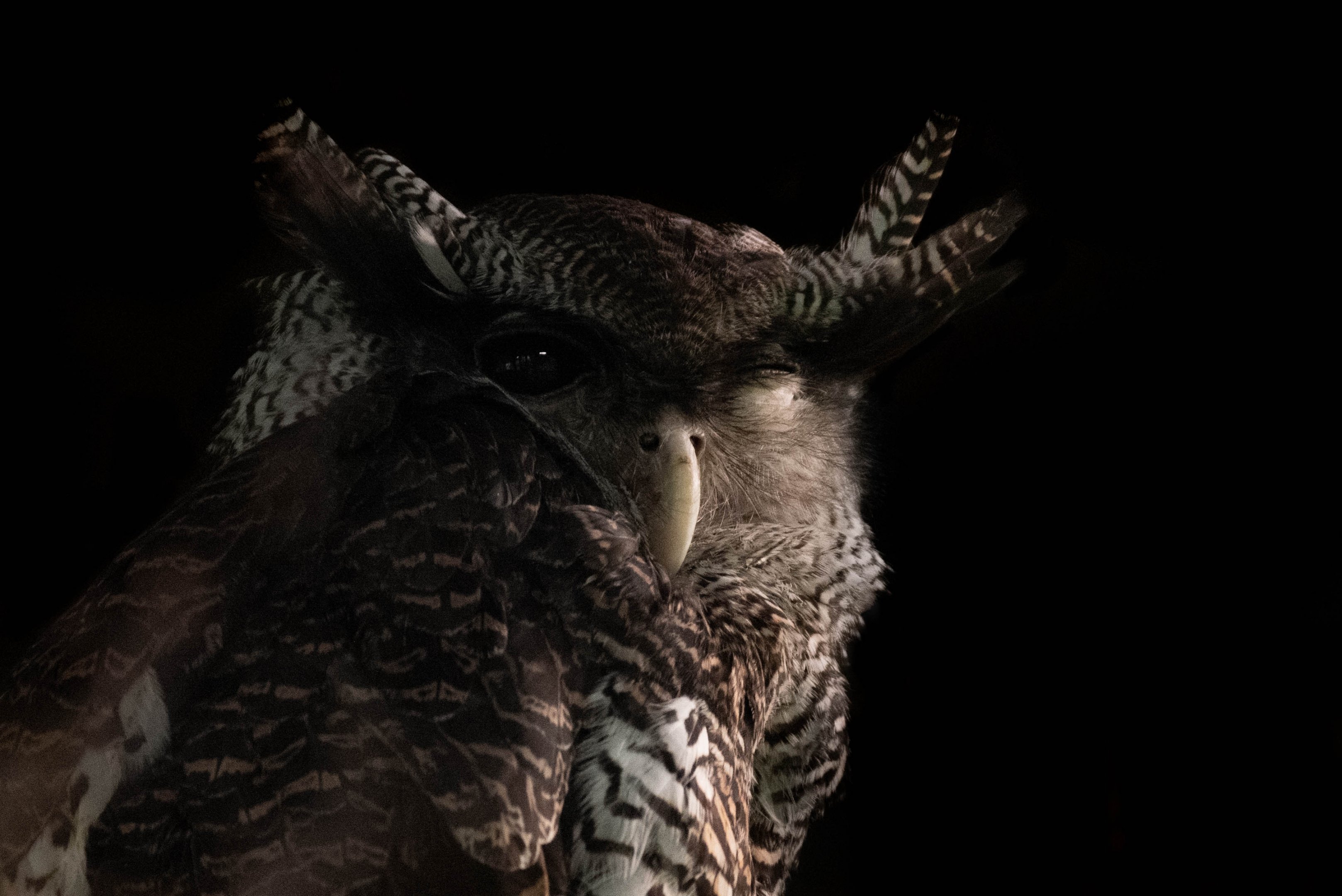 Barred eagle-owl - Bubo sumatranus