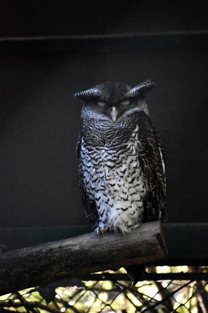 Barred eagle owl, Bubo sumatranus