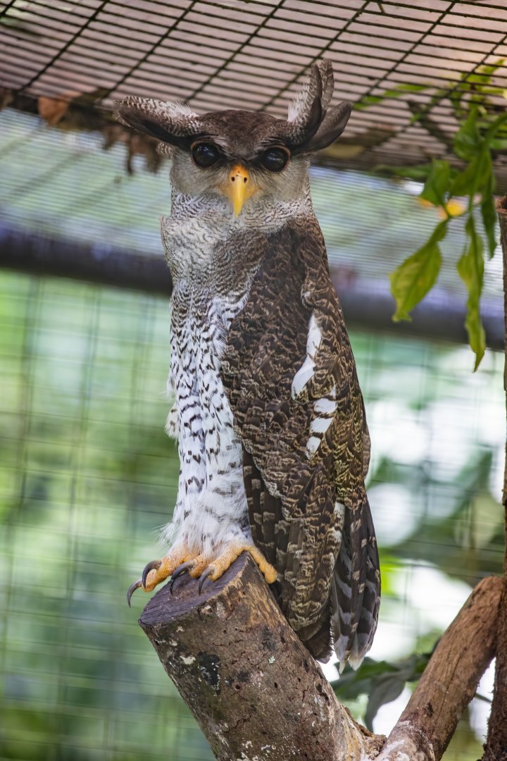 Barred Eagle Owl  (Bubo sumatranus)