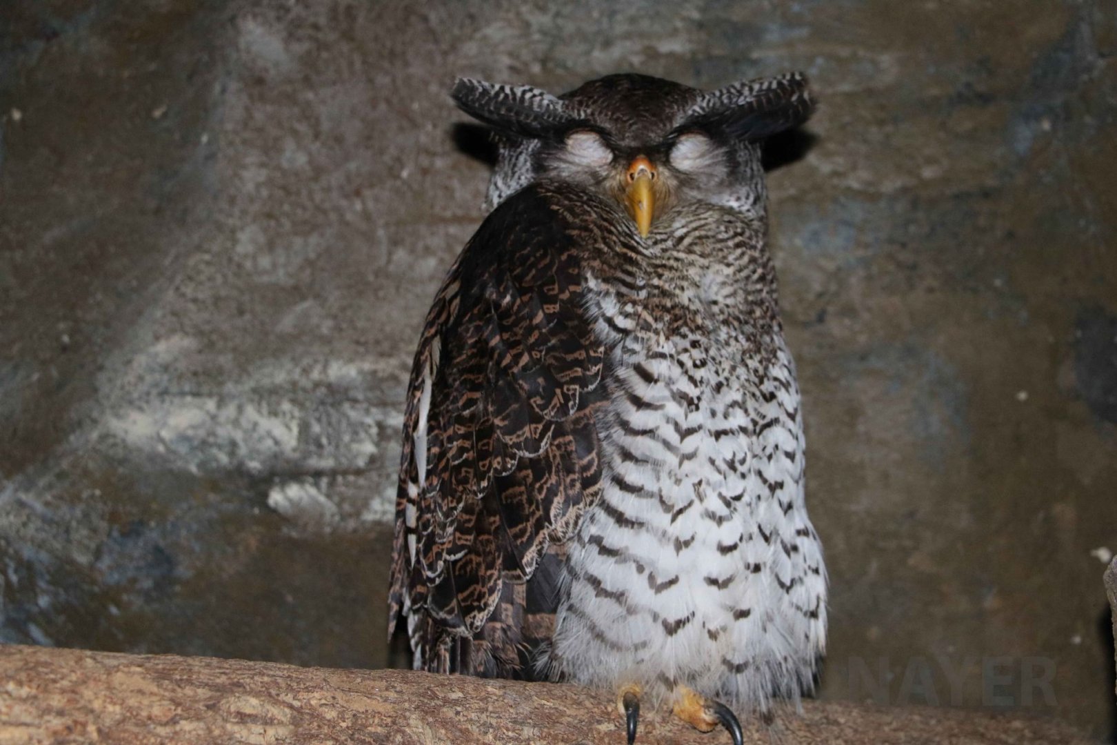 Barred eagle-owl, June 2016
