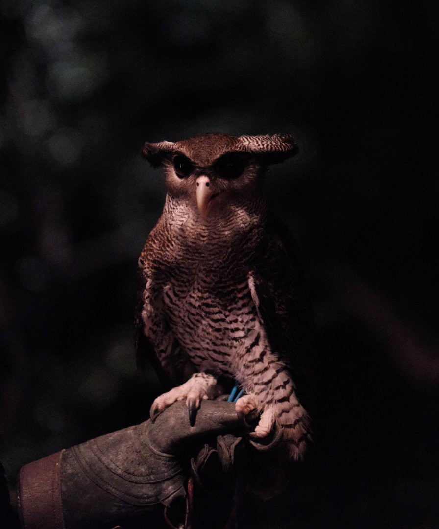 Barred Eagle Owl (Ketupa sumatrana)