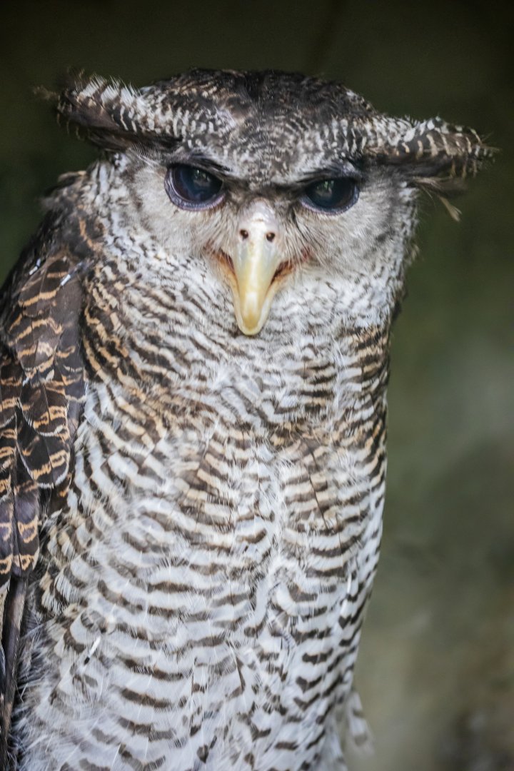 barred eagle-owl (Ketupa sumatrana)