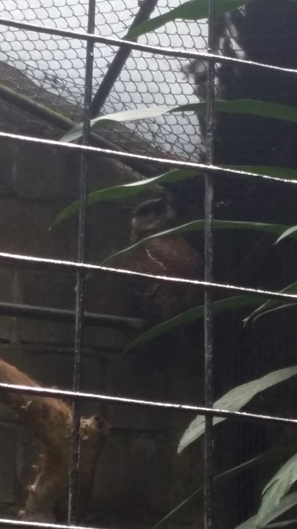 Barred eagle-owl (Ketupa sumatrana)