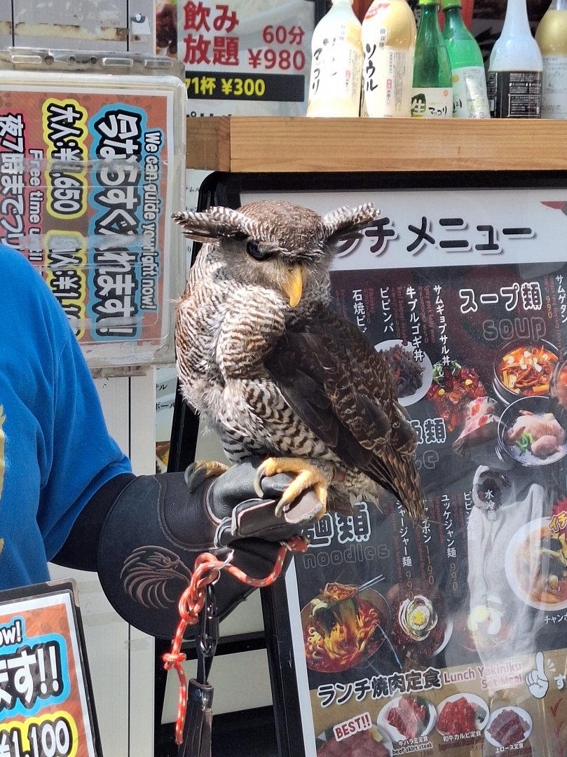 Barred Eagle-Owl (Ketupa sumatrana)
